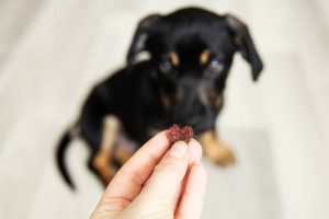 Puppy getting offered a safe Valentine's Day treat.
