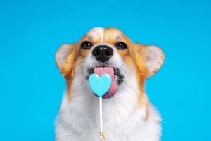 Valentine's day dog licking a blue heart shaped lollipop
