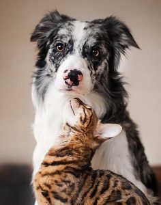 Valentines day cat and dog. Are your pets your valentines this year? Don't spend Valentine's Day alone, spend it with your pets.