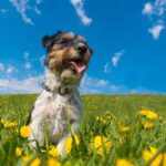 Springtime Tips for Dog Owners featuring a Jack Russell Terrier enjoying the first day of spring in a beautiful green meadow filled with dandelions.