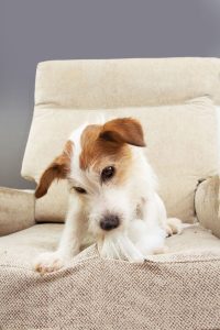 Puppy tearing apart chair Poop 911 blog