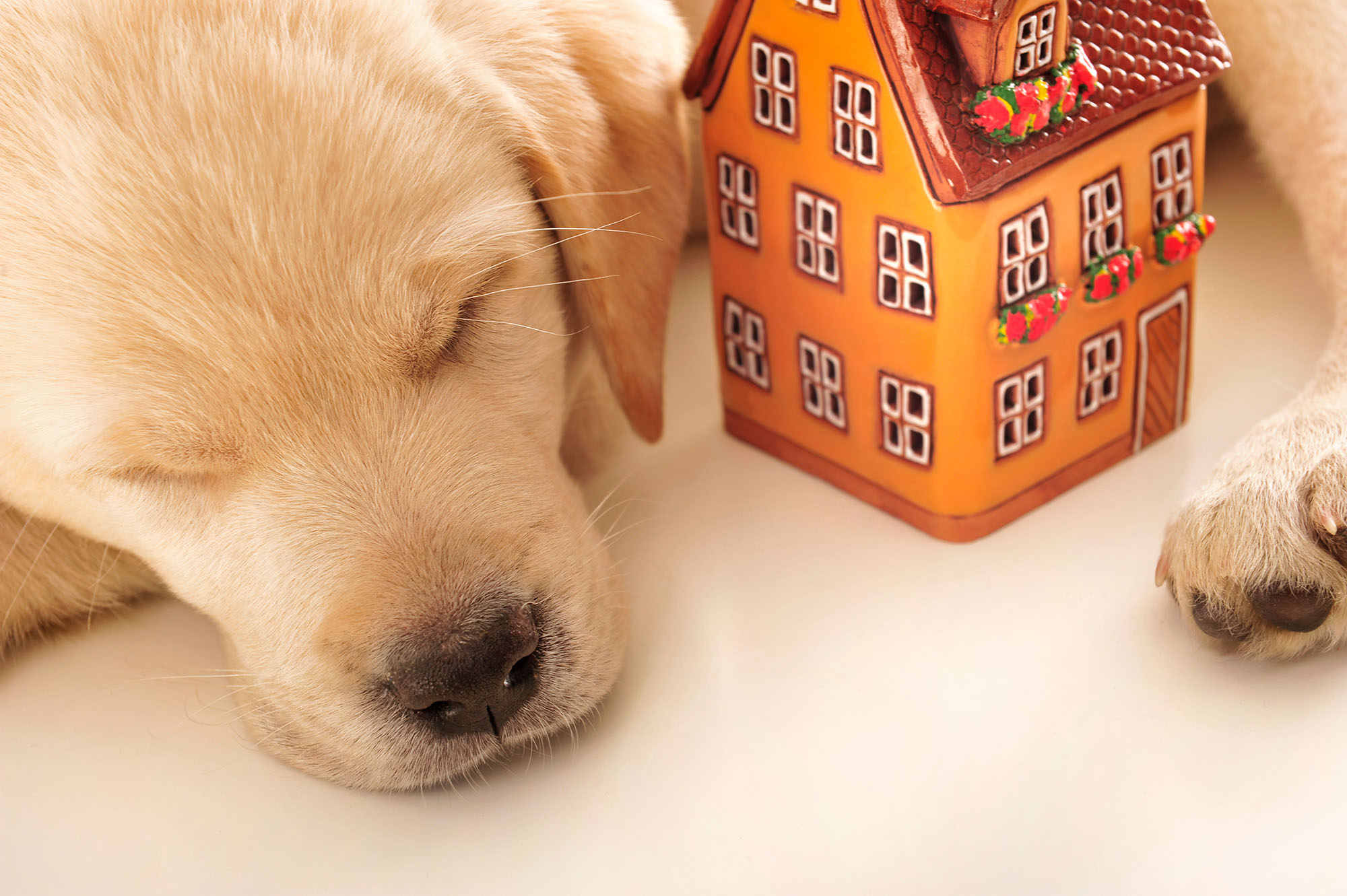 Puppy sleeping safely at home. Poop 911 Blog.