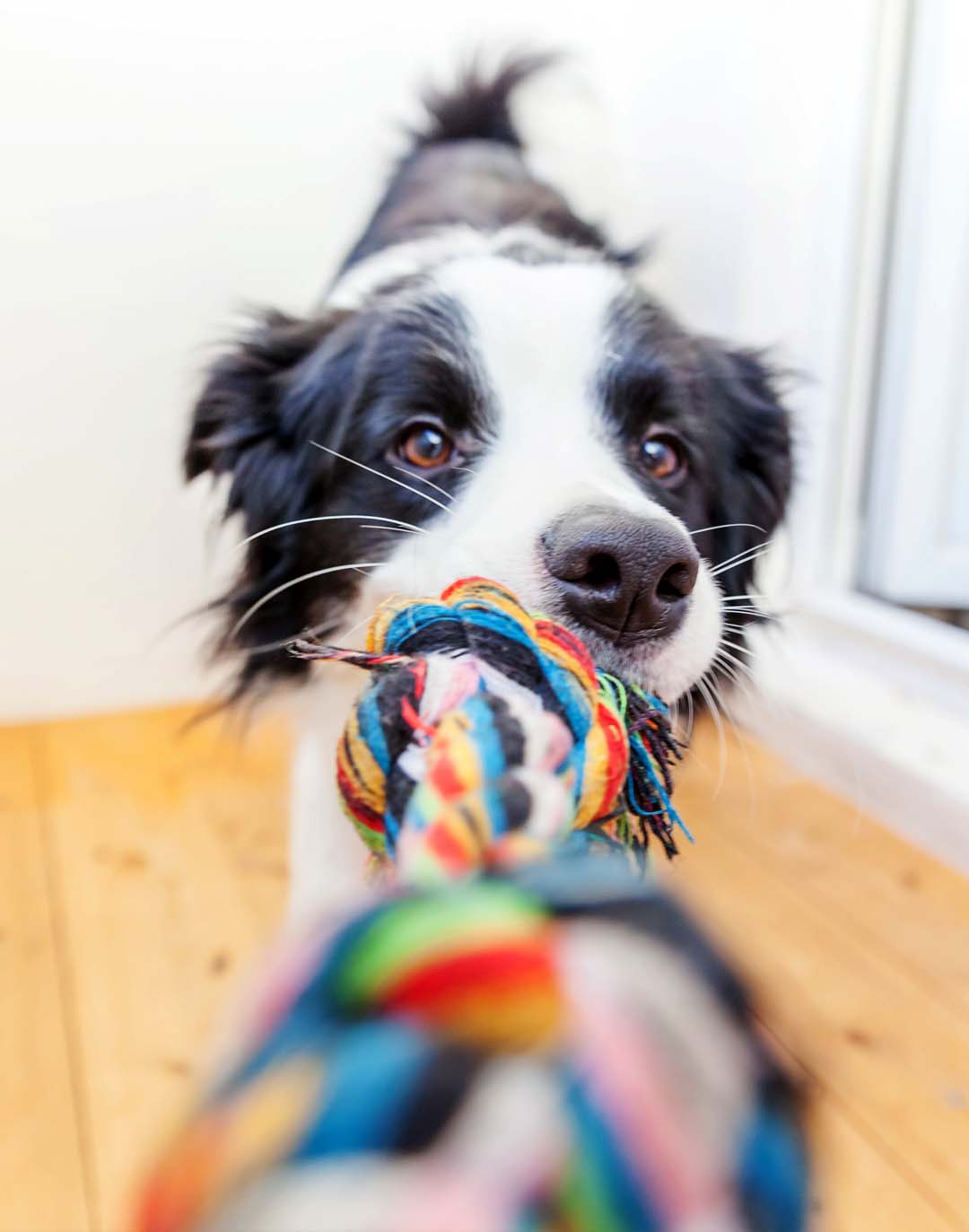 Why Doesn’t My Dog Like His New Toy? POOP 911 Blog