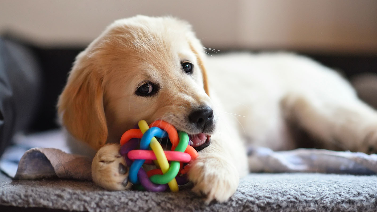 Golden retriever playing with toy