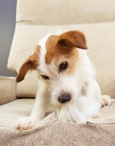 Why is my dog so annoying POOP 911 blog article using small white and brown dog biting into chair covering.