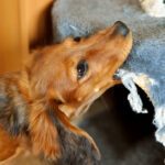 Why is my dog so annoying POOP 911 blog article using brown dog biting into blanket.