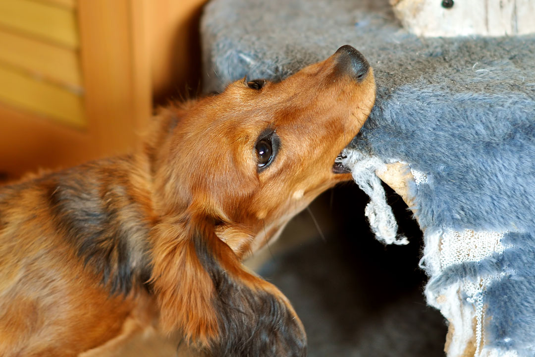 Why is my dog so annoying POOP 911 blog article using brown dog biting into blanket.