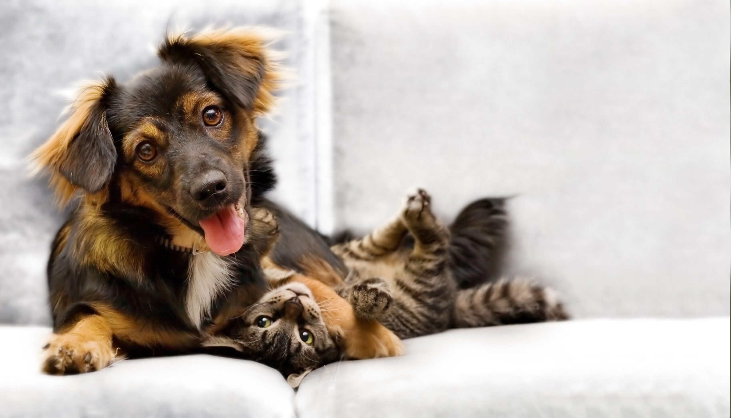 The Right Way to Introduce a Dog and Cat