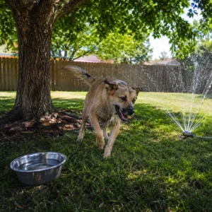 A happy dog having some water fun playing in the shade with the sprinkler.