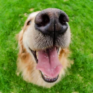 A happy Golden Retriever greets you in the backyard.